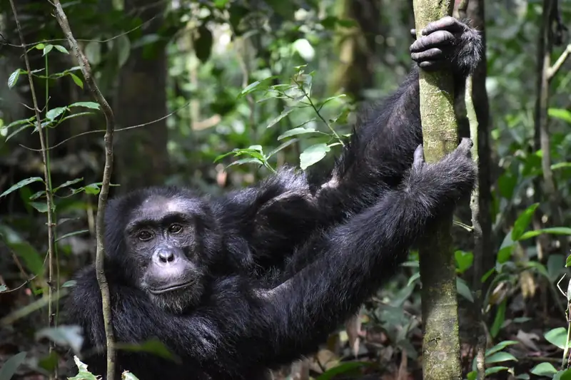 Gorilla and chimpanzee safari in Uganda