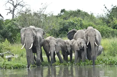 7 day Uganda gorilla trekking and chimpanzee safari