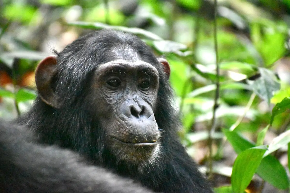 Chimpanzee tracking