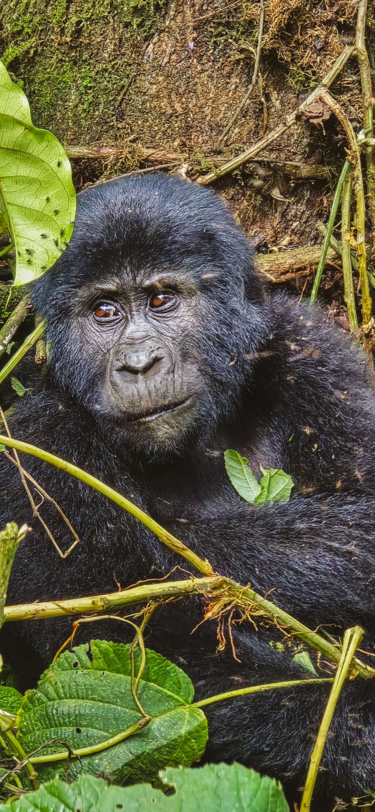 Mountain gorilla in Bwindi Impenetrable National Park Uganda during a gorilla trekking safari