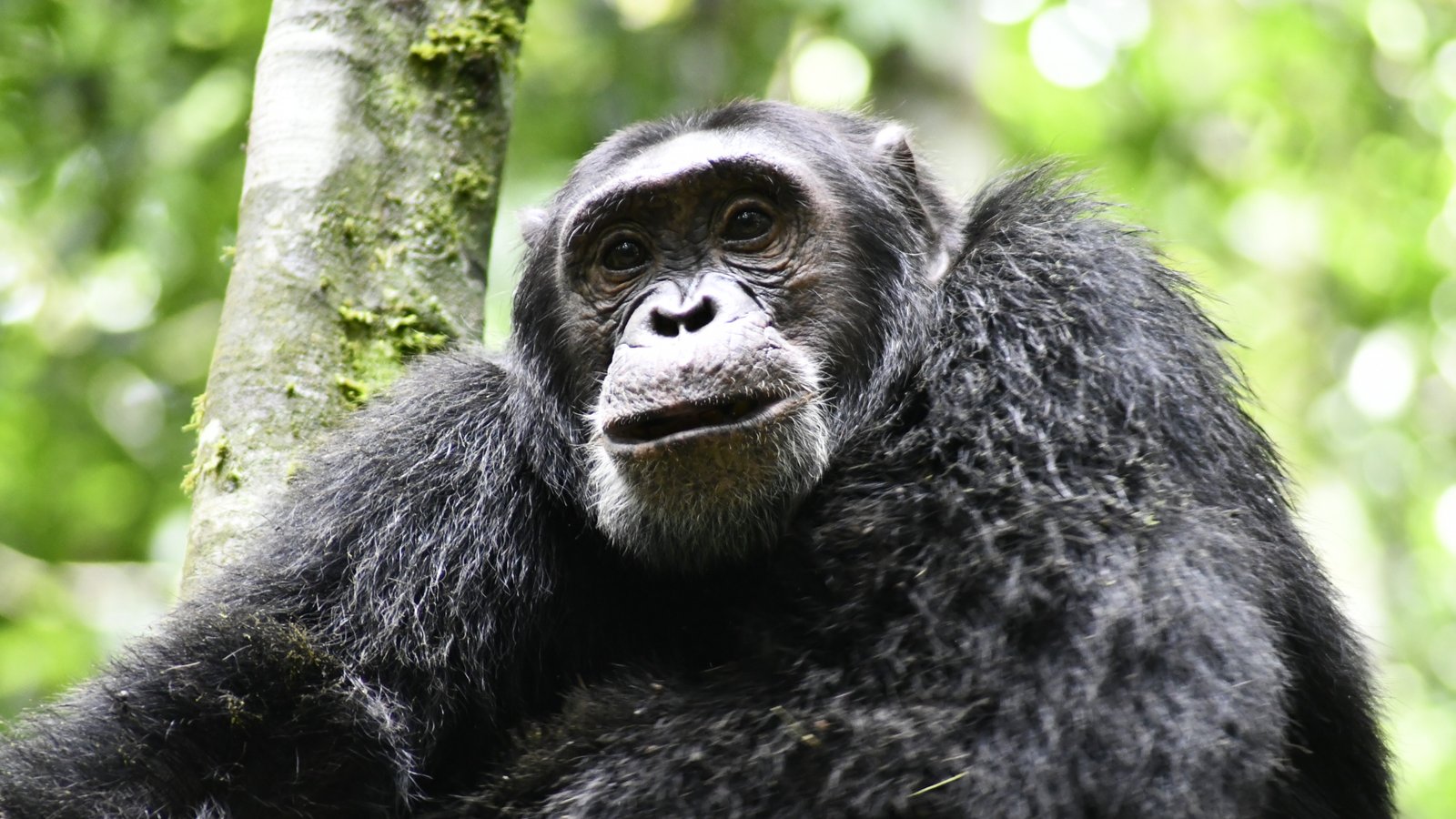 7-Day Rwanda Uganda Gorilla, Chimps & Wildlife Safari