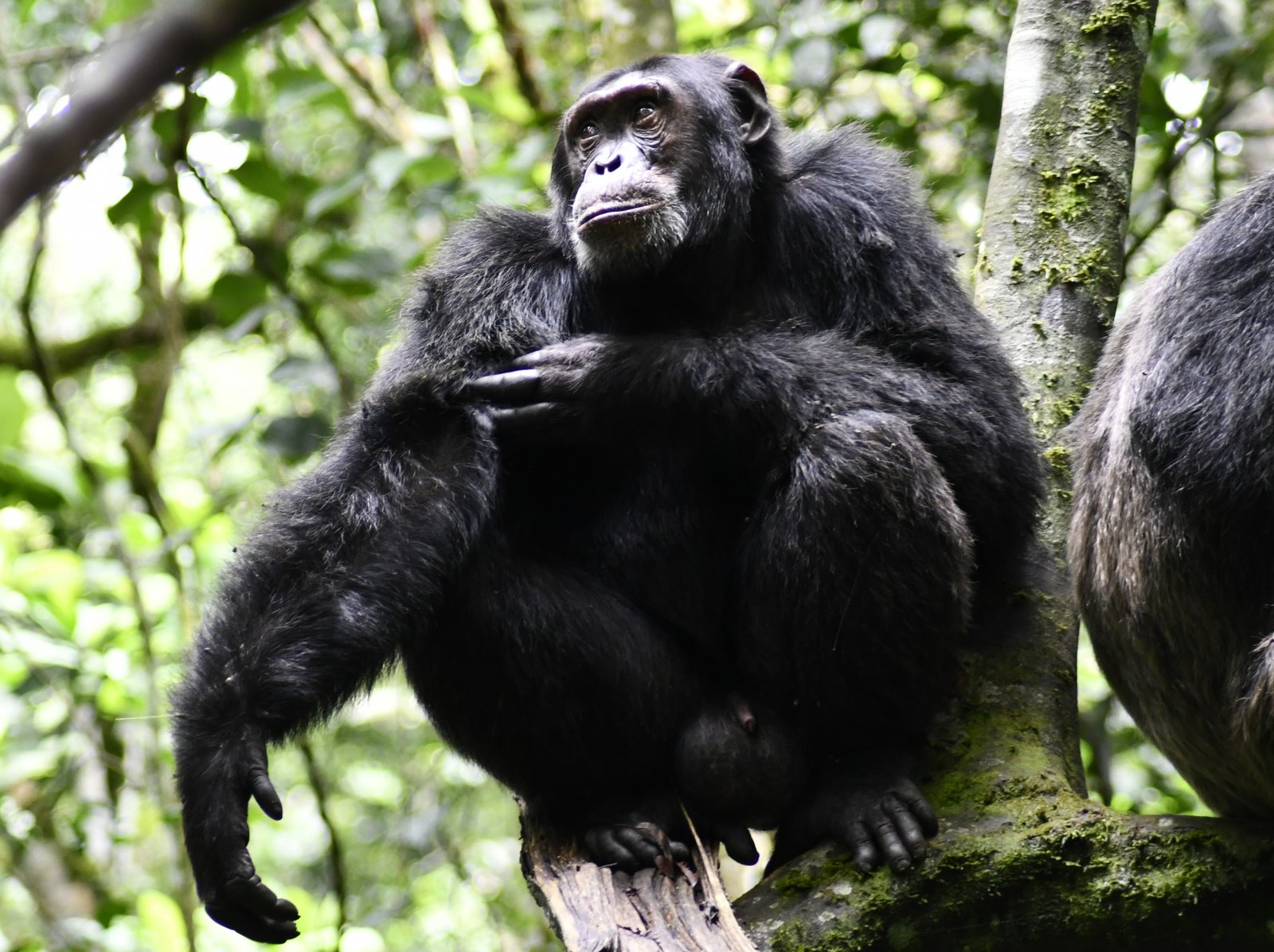Chimpanzee tracking in Kibale Forest