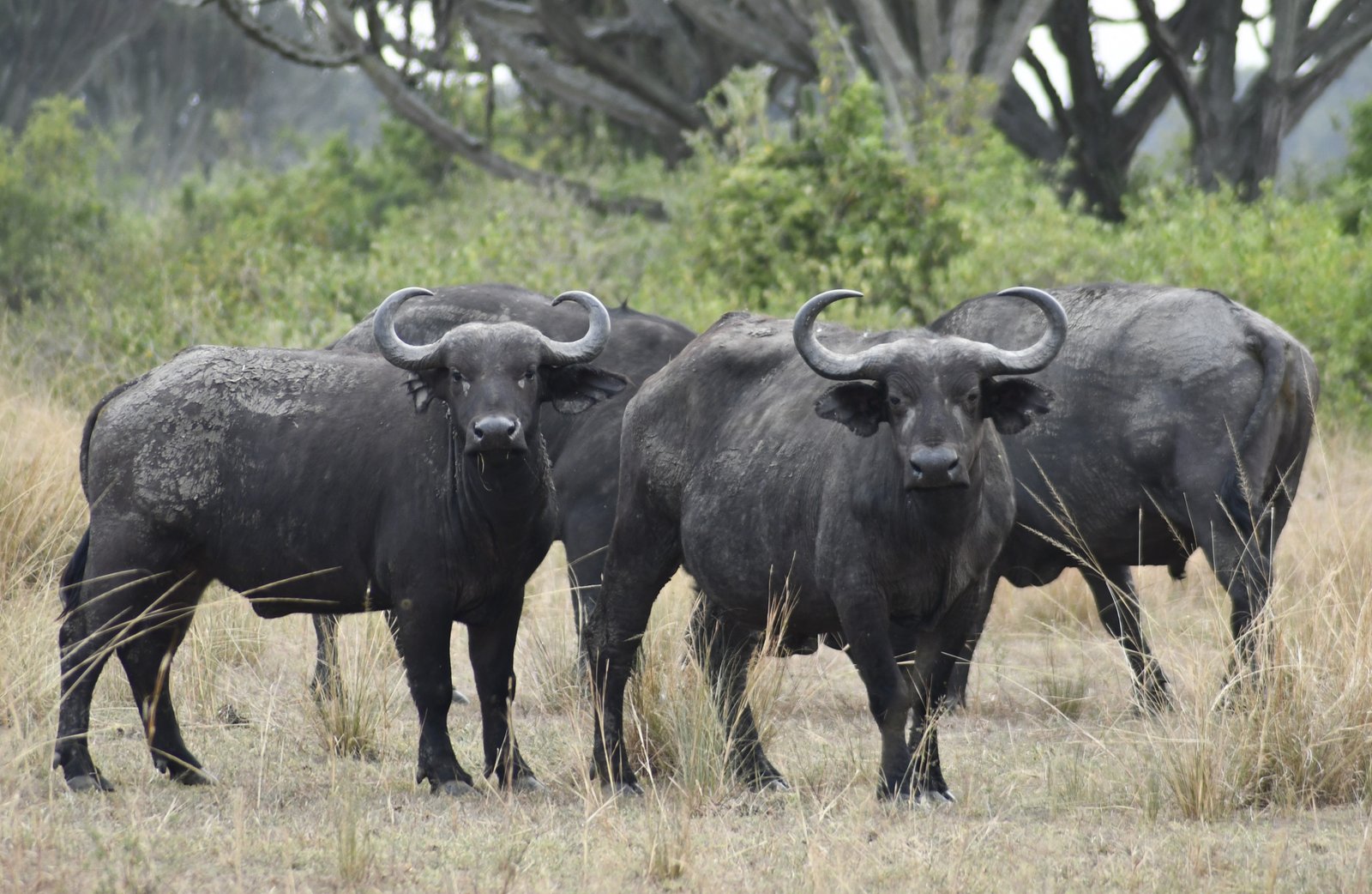 Boat safari on Kazinga Channel