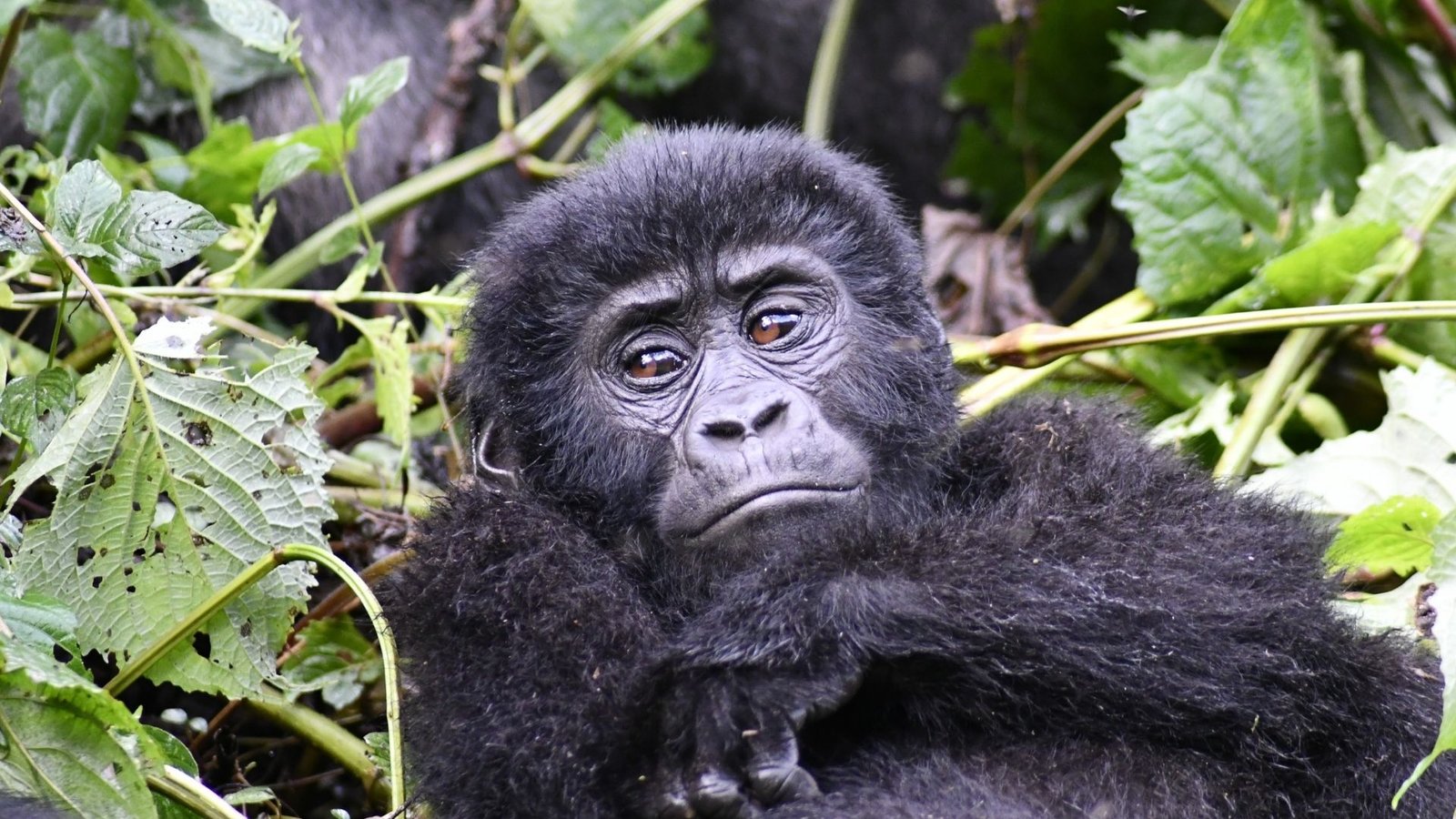 Mountain Gorilla Trekking in Bwindi