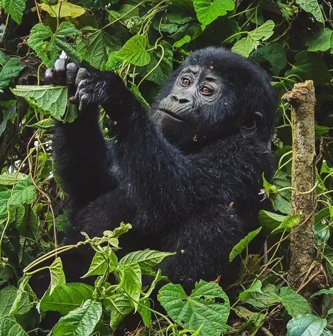 Chimpanzee trekking in Kibale National Park Uganda primate safari