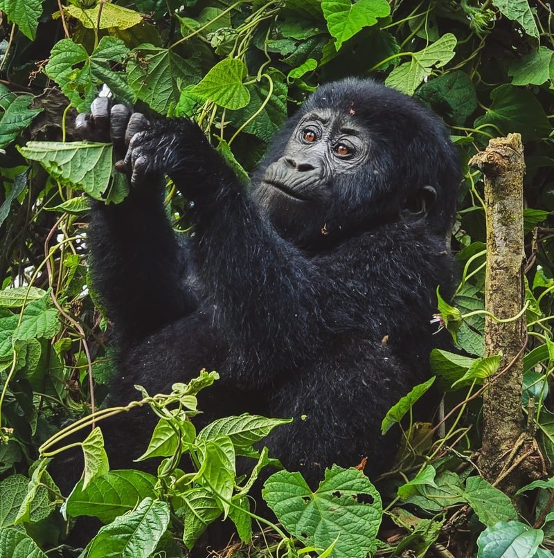 Chimpanzee trekking in Kibale National Park Uganda primate safari