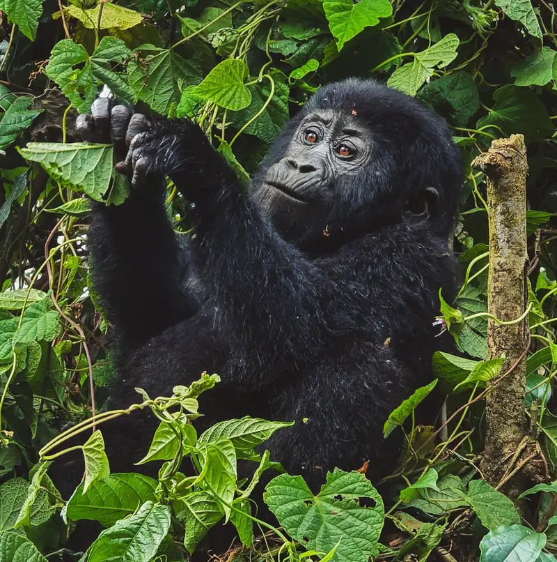 Mountain gorilla in Bwindi Impenetrable Forest Uganda