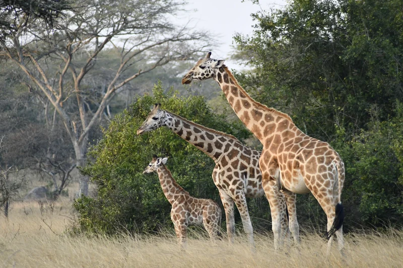Uganda wildlife safari with gorillas and savannah game drives