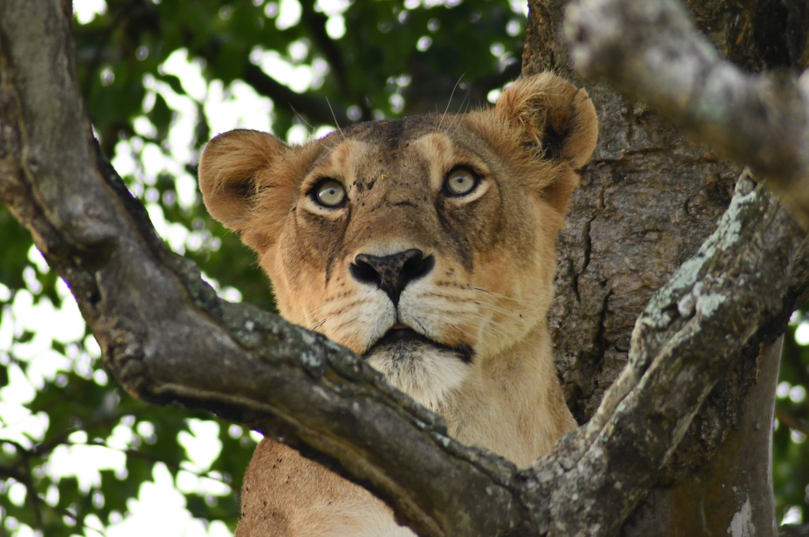Tree climbing lions in Ishasha