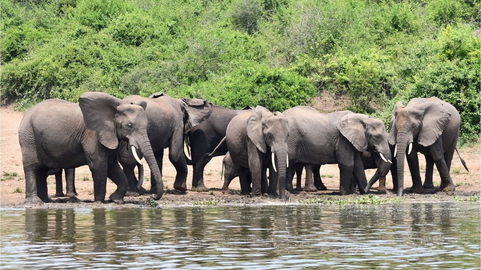 Kazinga Channel Boat Safari