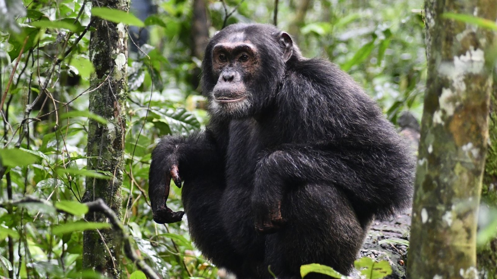 Chimpanzee Tracking in Kibale Forest