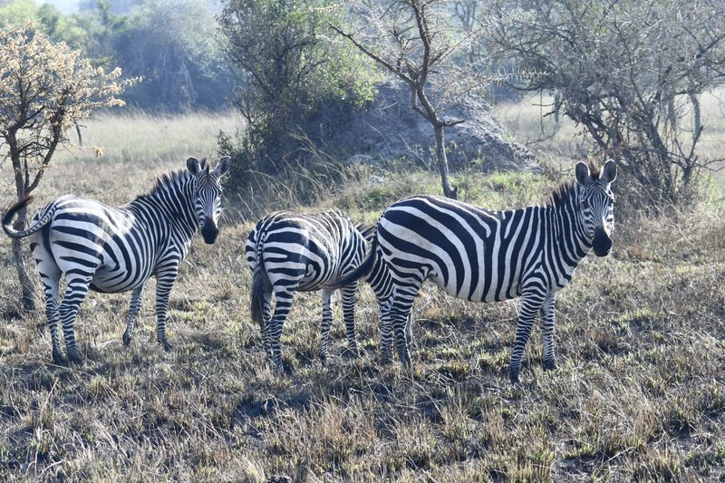 Primate & Wildlife Safari