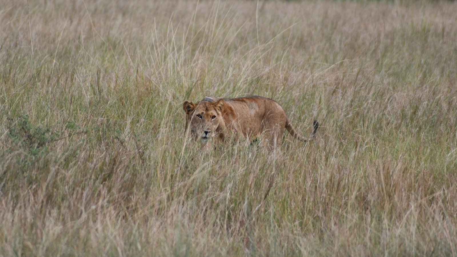 Game Drive in Queen Elizabeth National Park